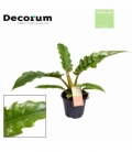 Philodendron