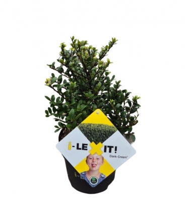 Ilex