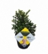 Ilex