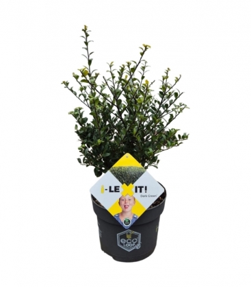 Ilex