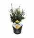 Ilex