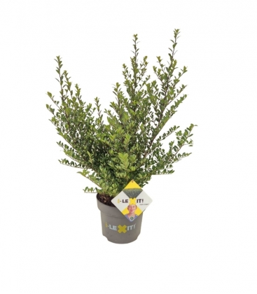 Ilex