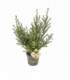 Ilex
