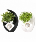 Bonsai