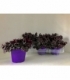 Tradescantia