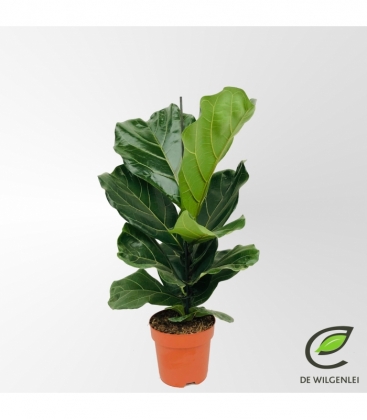 Ficus