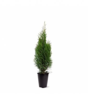 Thuja