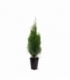 Thuja