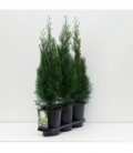 Thuja