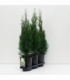 Thuja