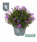 Campanula