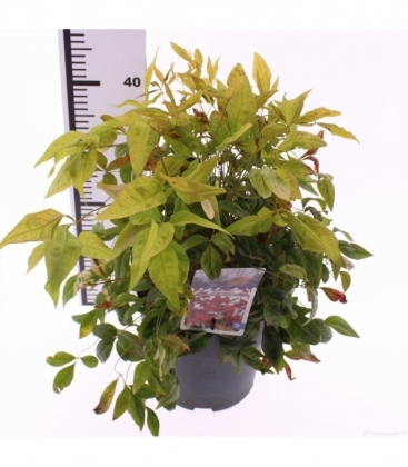 Nandina