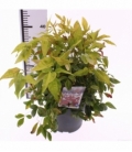Nandina