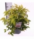 Nandina