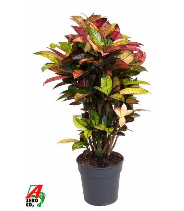 Croton
