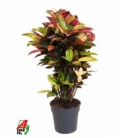 Croton