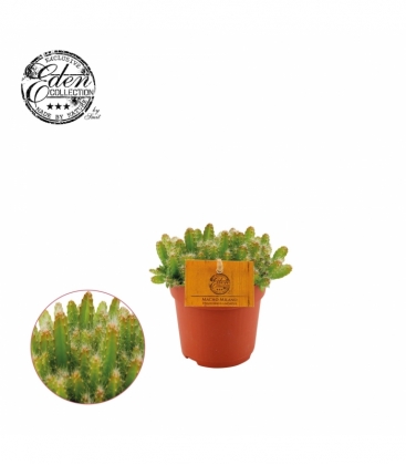 Hylocereus