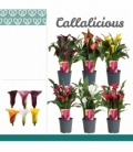 Zantedeschia