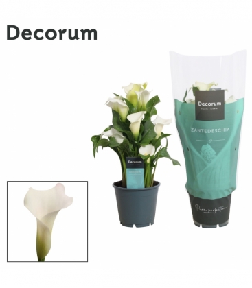 Zantedeschia