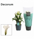 Zantedeschia