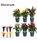 Zantedeschia