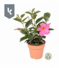 Mandevilla