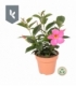 Mandevilla