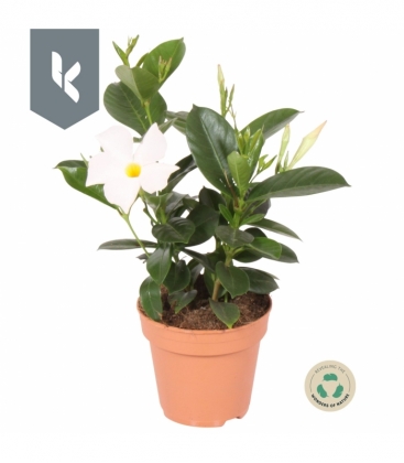 Mandevilla