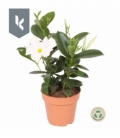 Mandevilla