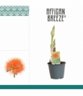 Scadoxus