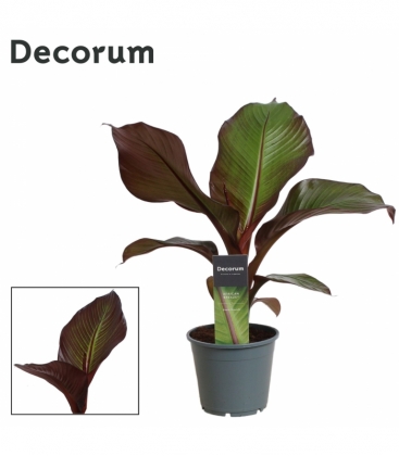Musa