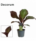 Musa