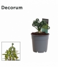 Albuca