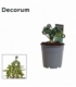 Albuca