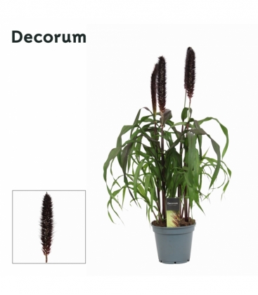 Pennisetum