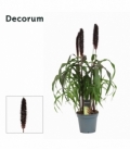 Pennisetum
