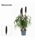 Pennisetum