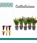 Zantedeschia