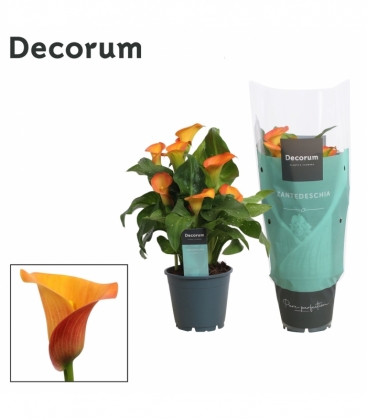 Zantedeschia