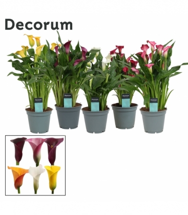 Zantedeschia