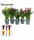 Zantedeschia