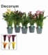 Zantedeschia