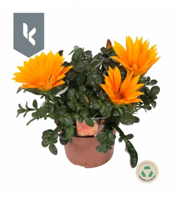 Gazania