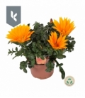 Gazania