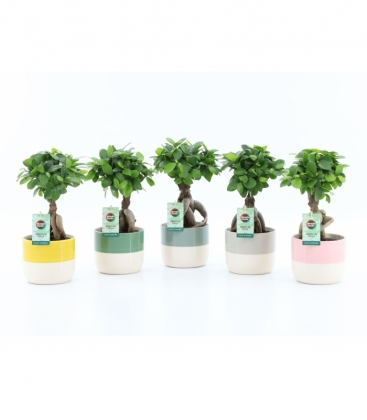 Ficus