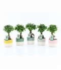 Ficus