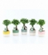 Ficus