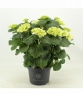 Hydrangea