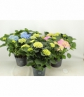 Hydrangea
