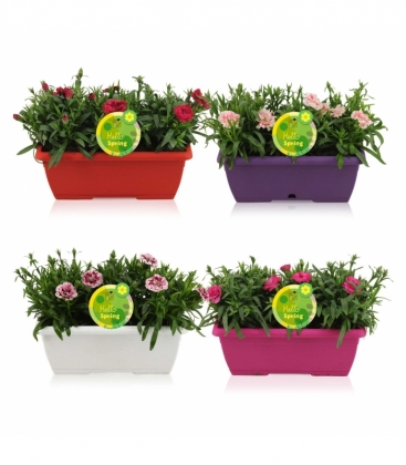 Dianthus